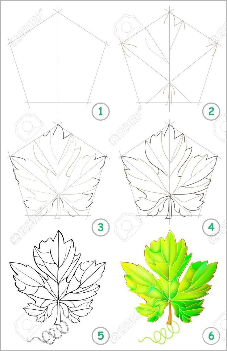 Page Shows How To Learn Step By Step To Draw A Grape Leaf 